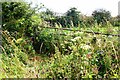 Overgrown field gateway on SW side of B5302 SE of Waverbridge in CA7 0EG