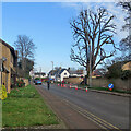 Sawston: tree surgeons at work in CB22 3EQ