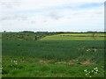 Crop field, Gayton le Wold in Gayton Le Wold