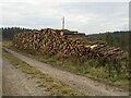 Log pile in Dalby Forest in Allerston