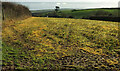 Field, Alston Farm in TQ7 2QF