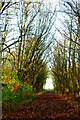 Woodland ride at Kingfishers Bridge in CB7 5XL