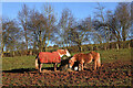 Ponies at Cowdenknowes in TD4 6BW