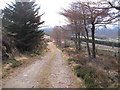Forest road on the side of Little Conval in AB38 9ND