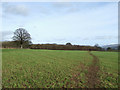 Crop field east of Corfton in Shropshire in SY7 9LD