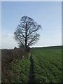 Tree on the Forest of Mercia Way in WS11 1SX