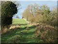Trees along a field boundary, west of Westwood in LS22 4US