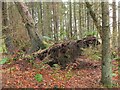 Uprooted tree, Swiss Cabin Wood in EH45 8QS