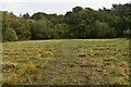 Open area in the woods in TN6 1TY