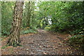 Footpath in the woods in TN6 1TY