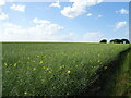 Oilseed rape crop near Church Top Farm in Elkington