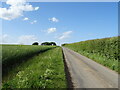 Farm track (bridleway) towards Church Top Farm in Elkington