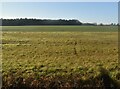 Rough looking pasture in IP28 6EJ