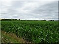 Maize crop beside Todd Lane, Great Fencote in DL7 9LR
