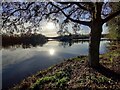 Tree along the shoreline of the Arrow Valley Lake in B98 0LF