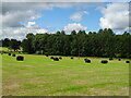 Cut silage field and bales towards Ash House Plantation in Brough with St. Giles