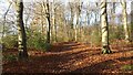 Path through New Copse in RG4 9HS