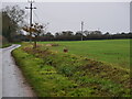 Looking West on minor country lane with Deer in field in NR28 9UG