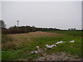 Looking across Brick Kiln Covert in NR28 9UG