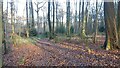 Bridleway heading through Gutteridge's Wood in RG4 9HH