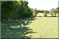 Sheep sheltering from the sun in TN17 4JE
