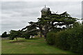 Cedar tree and the old windmill at Burgh in IP13 6SX