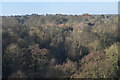 Woodland below Digswell Viaduct in AL6 0BX