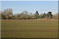 Young crop just appearing in SG8 6NX