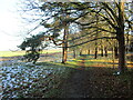Snow by the path under the trees in Brauncewell