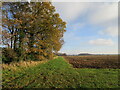 Field edge off Long Lane in Barnby in the Willows