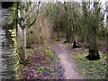 Public footpath through wood in DE13 0SN
