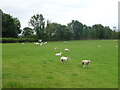 Sheep grazing off Hungerhill Lane, Wombleton in YO62 7RU