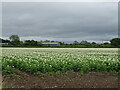Potato crop in flower near Wombleton Grange in YO62 7RY