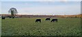 Field of Black Bulls - New Manchester in M28 1EX