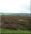 Heather moorland off Bransdale Road in YO62 7JJ