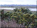 Buss Creek Marshes, looking towards Walberswick in IP18 6YB