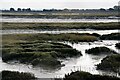 Saltmarsh at Two Tree Island in SS8 8PE
