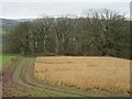 Winter field and woodland in SY21 8PW