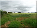 Cereal crop and hedgerow in YO62 7UB