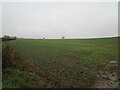 Autumn sown crop near Norwell in NG23 6JZ