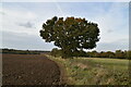 Tree, field boundary in BR6 7PR