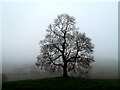 Lone Misty Tree on the "Hills and Hollows". in WF11 9FD