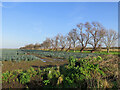 Bare branches and a field of leeks in CB25 9LP