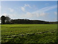 Arable crop with Verona plantation in the distance in NR28 9TS