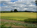 Cereal crop near Wildon Hill Farm in Wildon Grange