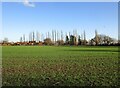 Autumn sown crop and poplar trees, Bathley in NG23 6DP