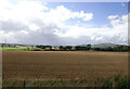 Cereal crop, Balmuir in DD4 0QY