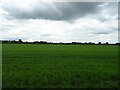 Crop field off the B1363, Oswaldkirk in YO62 5YH