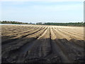 Sandy furrows in Beachamwell