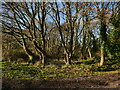 Oak woodland beside Gunner's Farm entrance in NR28 9GB